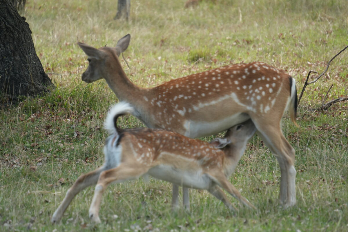 завтрак на бегу)) - Павел Fotoflash911 Никулочкин