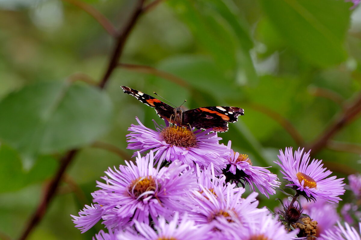опять бабочки 11 - Александр Прокудин