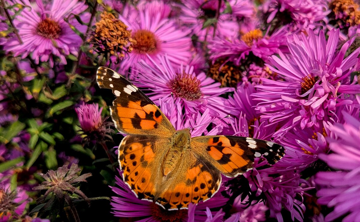 опять бабочки 14 - Александр Прокудин
