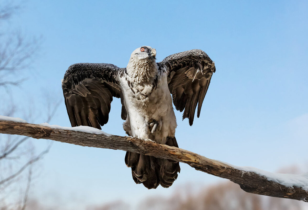 Бородач - SanSan 