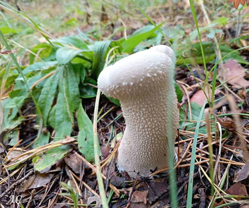 Дождевик шиповатый - Любовь Сахарова