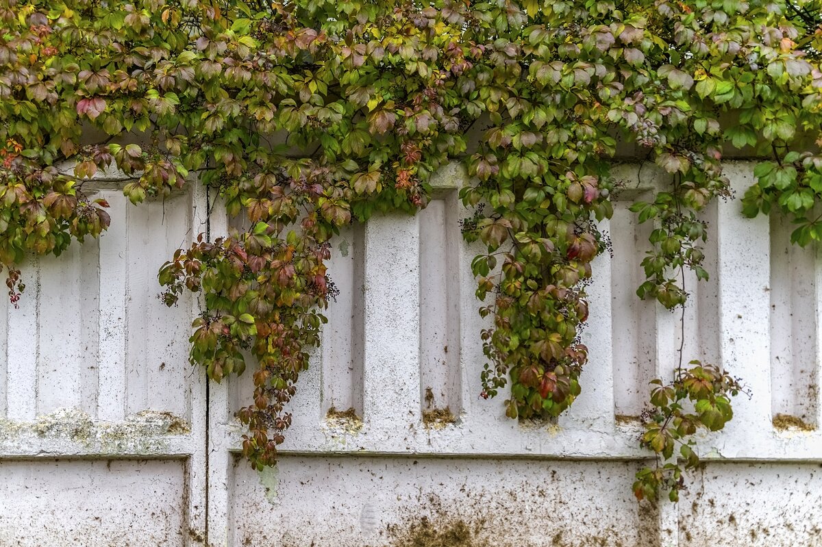 Интерьер заборный - Валерий Иванович