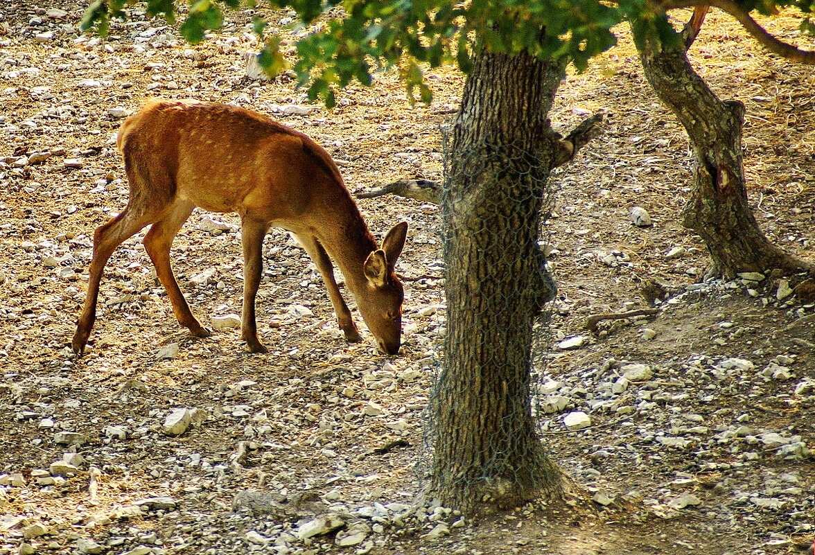 " Сафари парк..." Геленджик... - Николай Саржанов