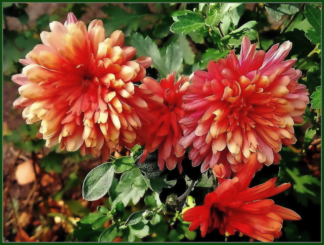 Хризантема -  осени прелестная царица, - Ольга Довженко