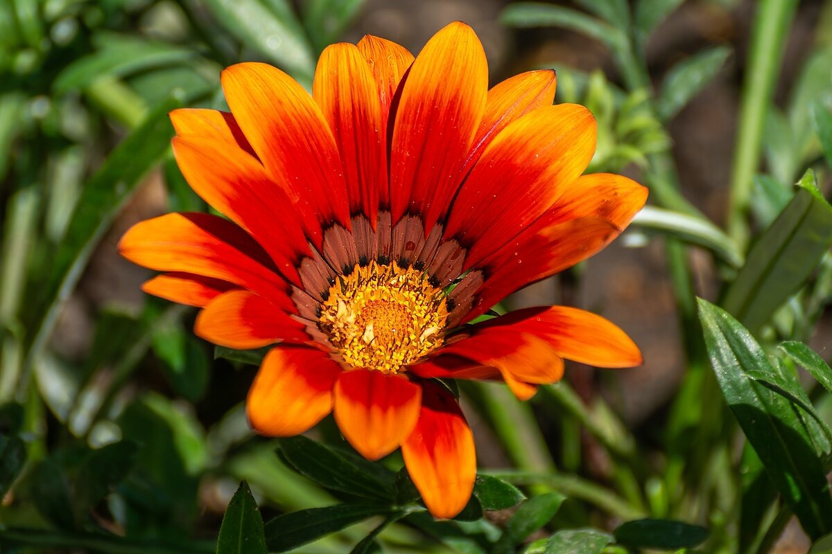 Газания - Игорь Сикорский