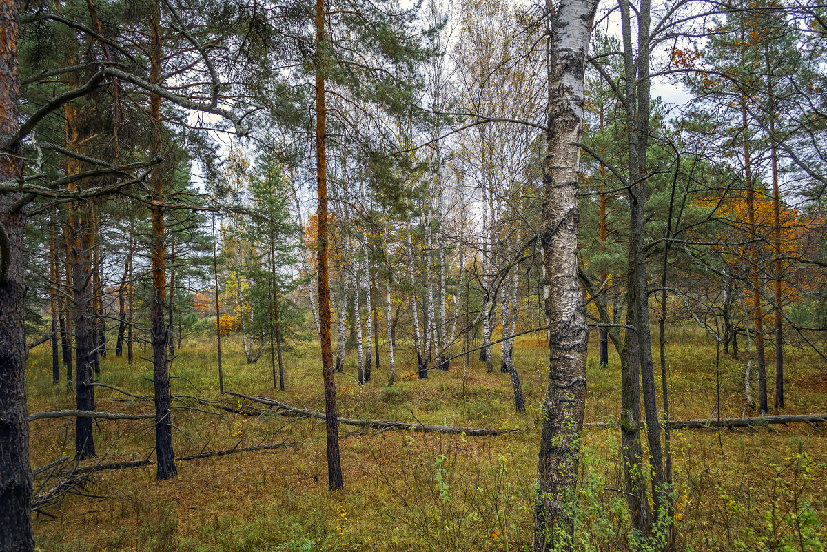 Осенний лес - Сергей Цветков