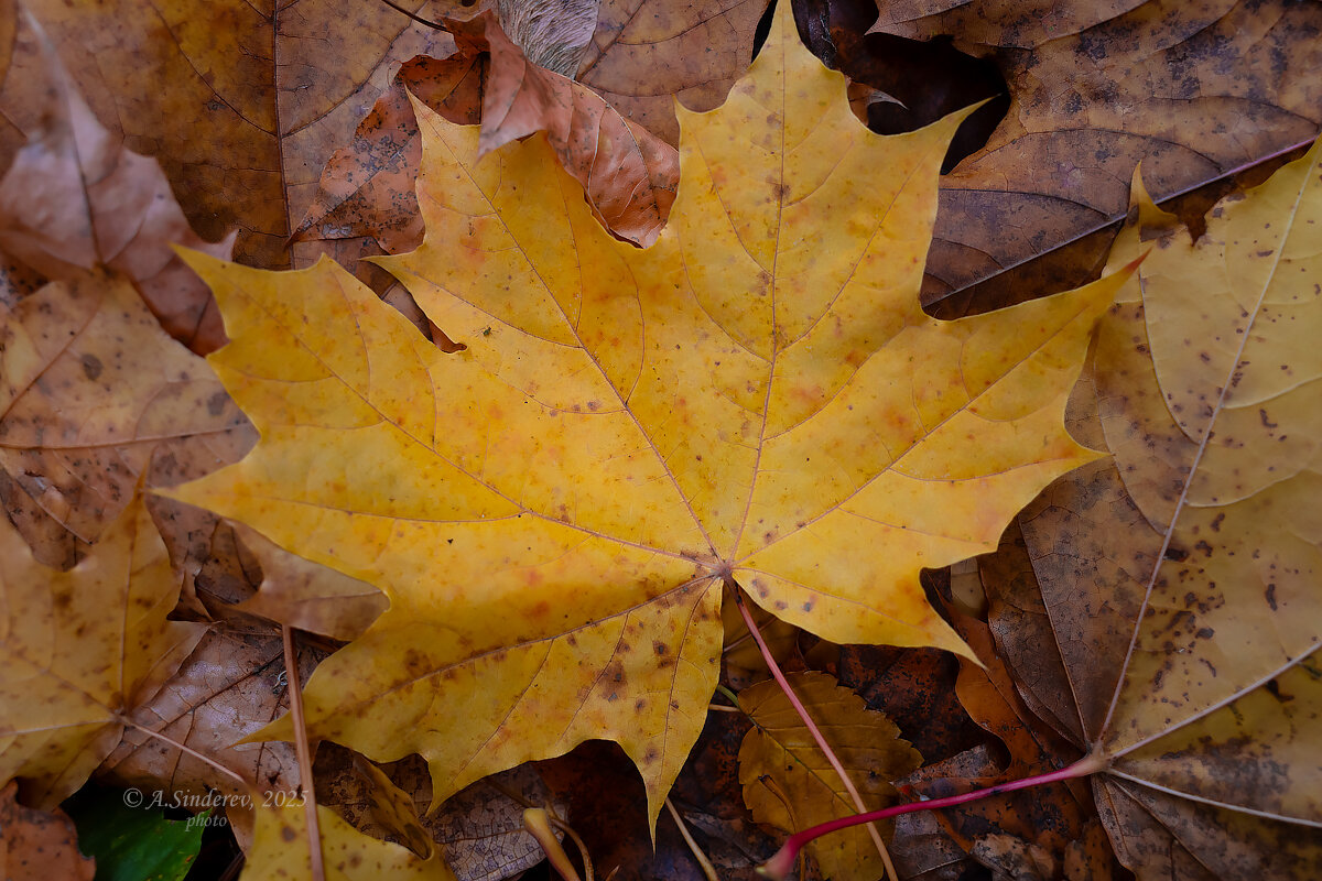 Опавший кленовый лист - Александр Синдерёв