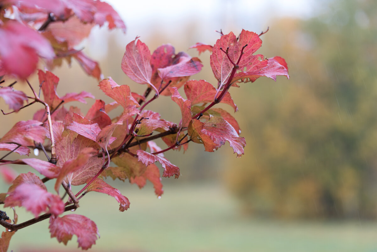 *** - Владимир Безбородов *** - Владимир Безбородов