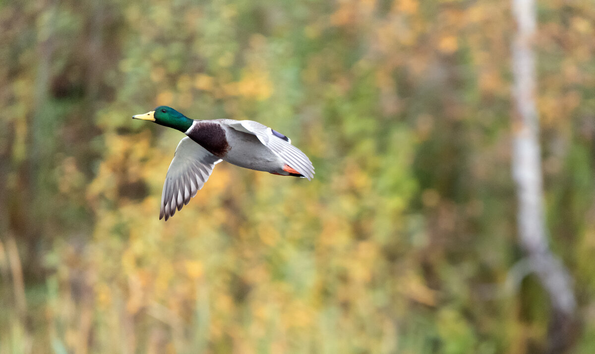 *** - Владимир Безбородов
