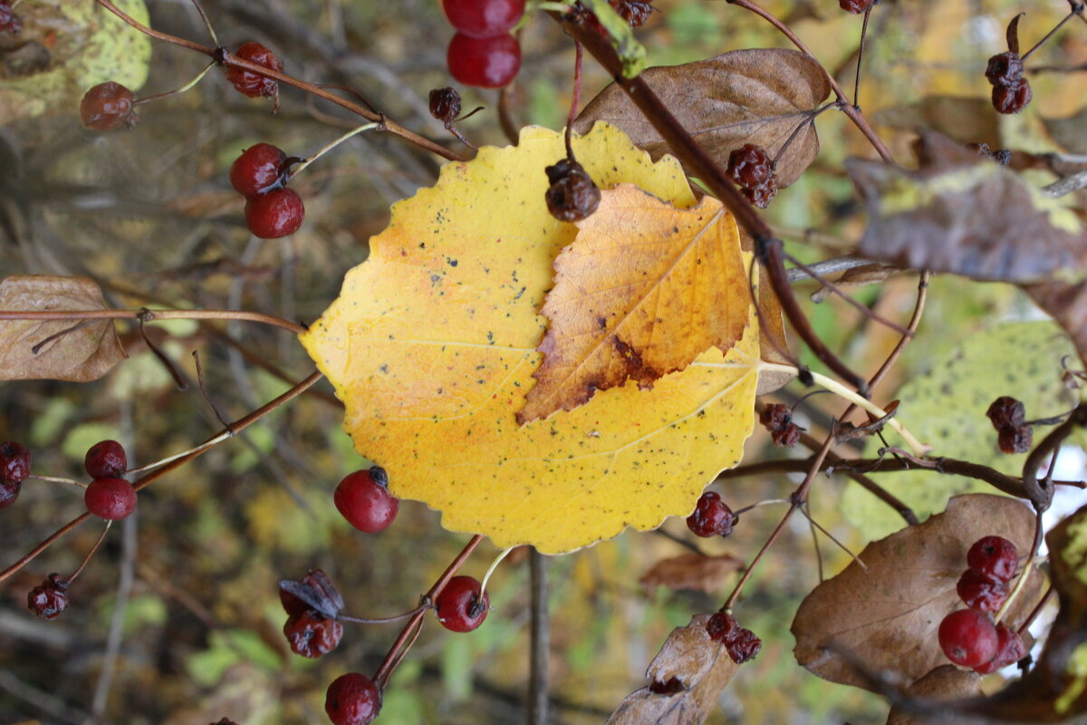 Осень.Листья. Тишина - Мария 