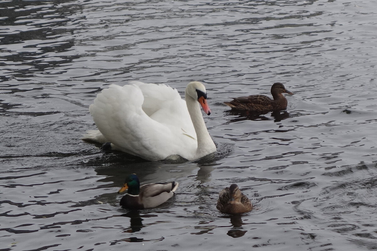 Лебеди в городе - Рита Симонова