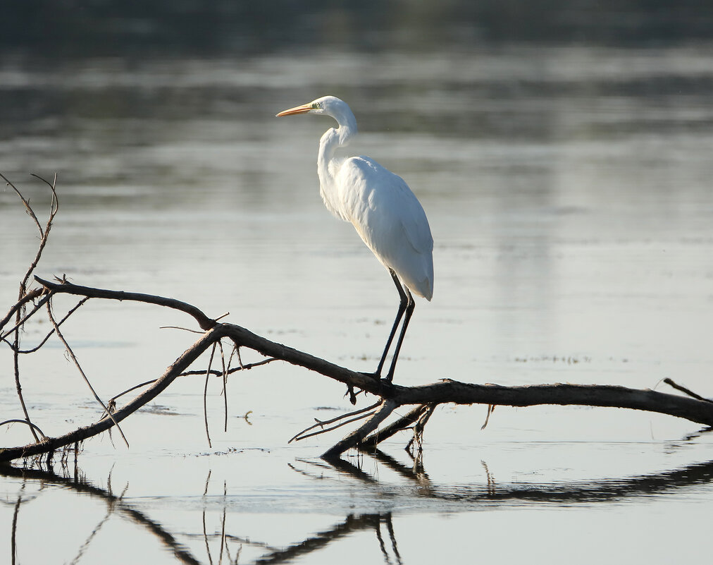 цапля - Светлана 