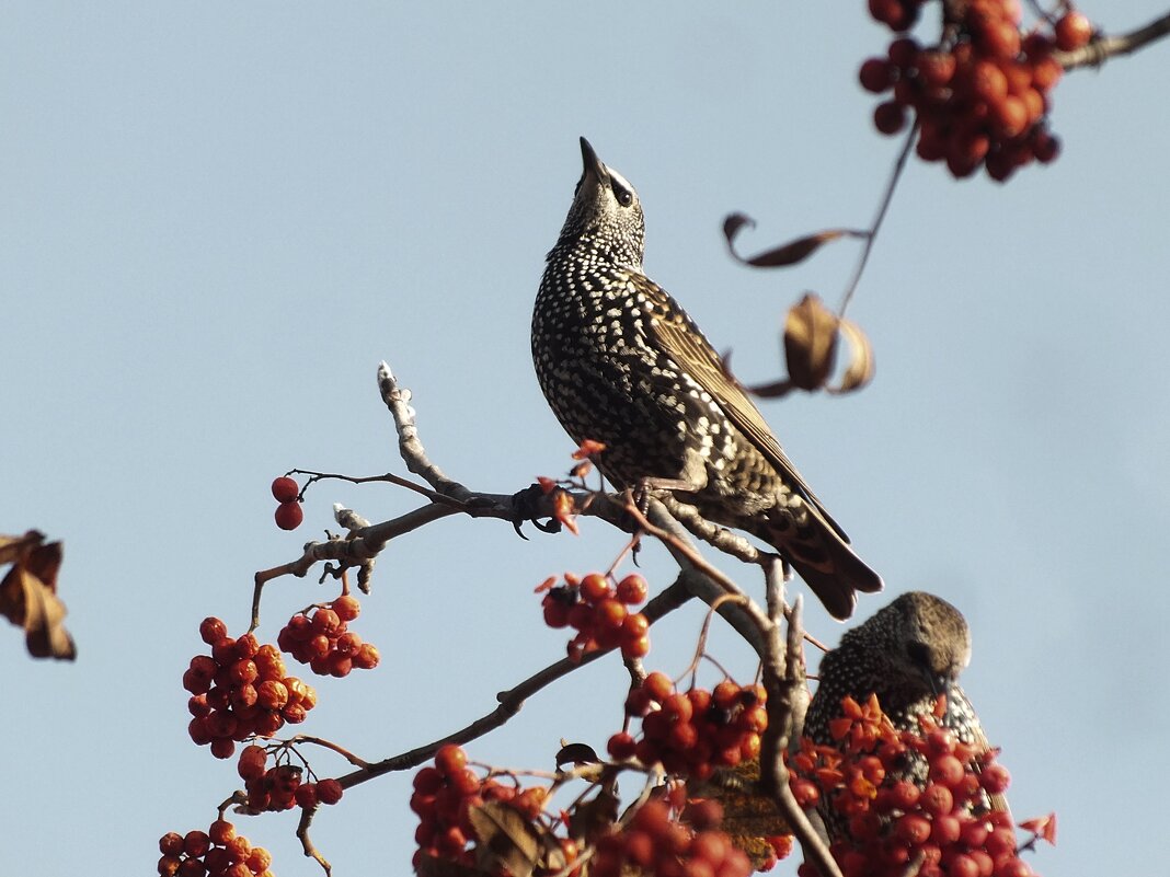 Скворушка - Зоя Мишина