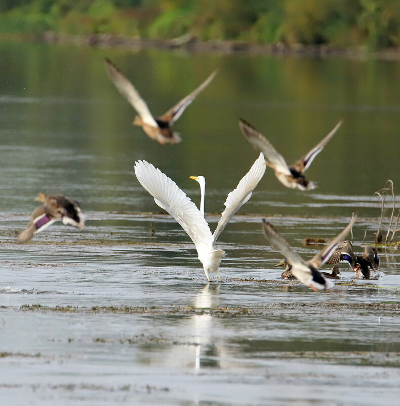 Полетели! - Светлана 