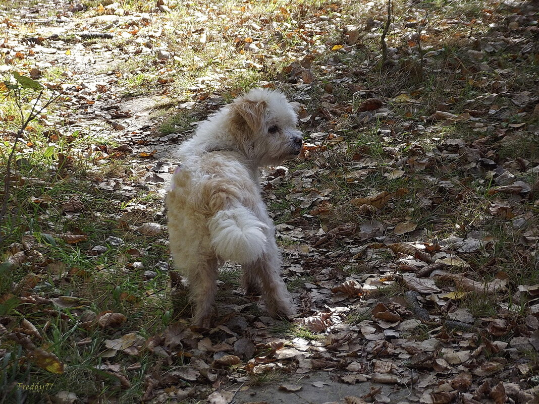 По осенним листочкам... - Freddy 97