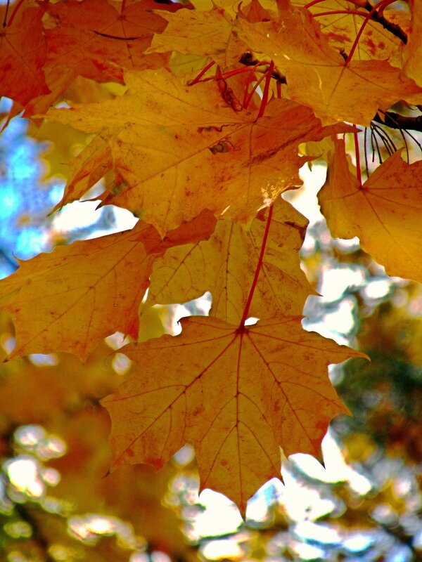 Желтеют листья - Сергей Карачин