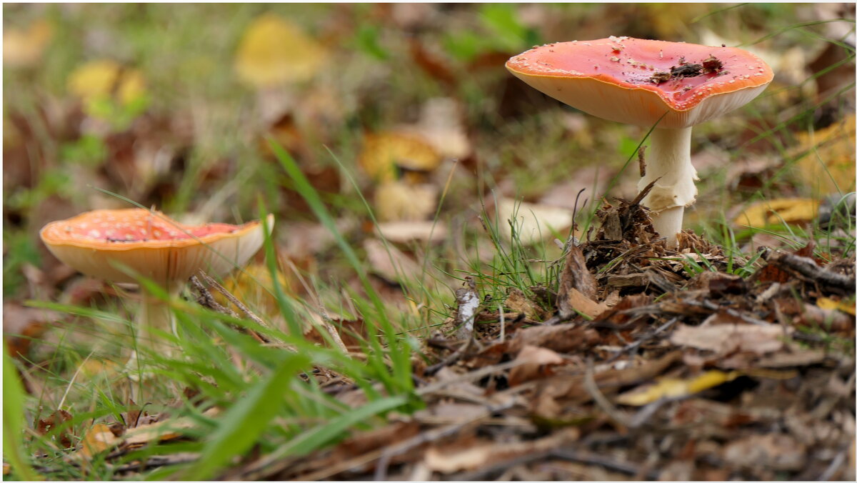 И весьма фотогеничный. Взяли фотоаппарат? - "The Natural World" Александер И весьма фотогеничный. Взяли фотоаппарат? - "The Natural World" Александер