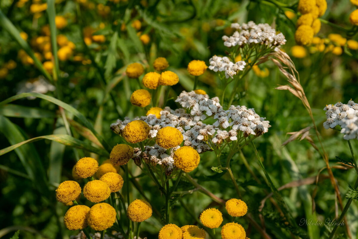 Осенний букет... - Николай Гирш