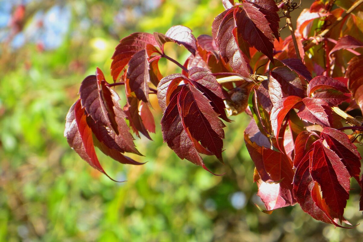 Осень раскрашивает листья - Татьяна Смоляниченко