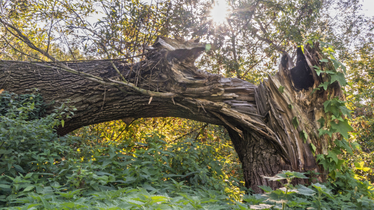 Треснула жизнь деревянная - sorovey Sol