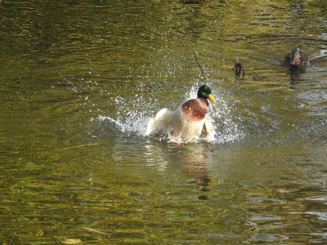дикий мир осенью - ИННА ПОРОХОВА