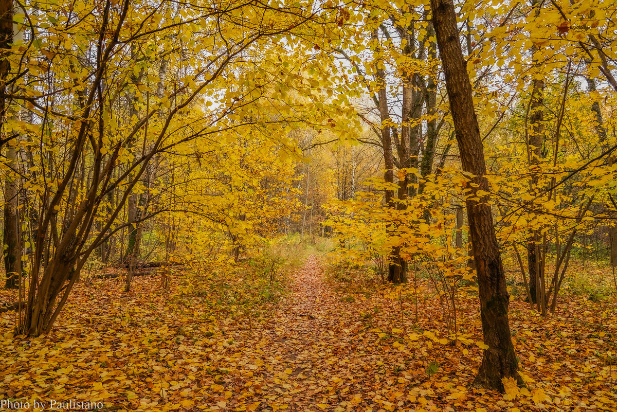 Золото октября... - Владимир Жданов Золото октября... - Владимир Жданов