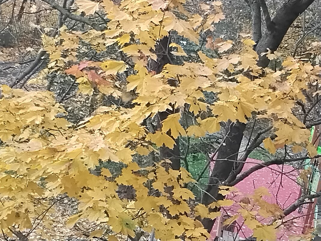 Осенние листья - Дмитрий Никитин Осенние листья - Дмитрий Никитин