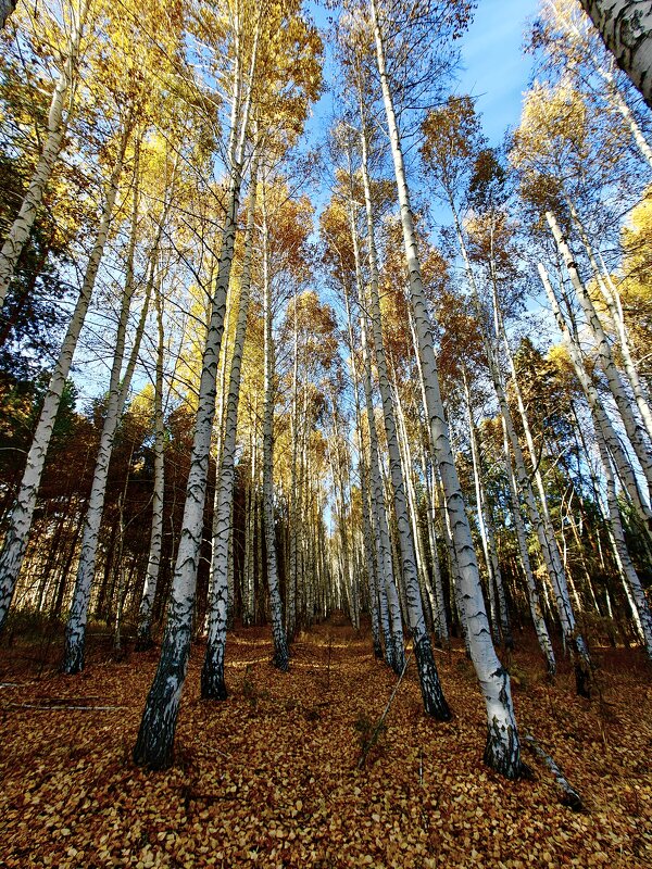 Осенние березы - Надежда 