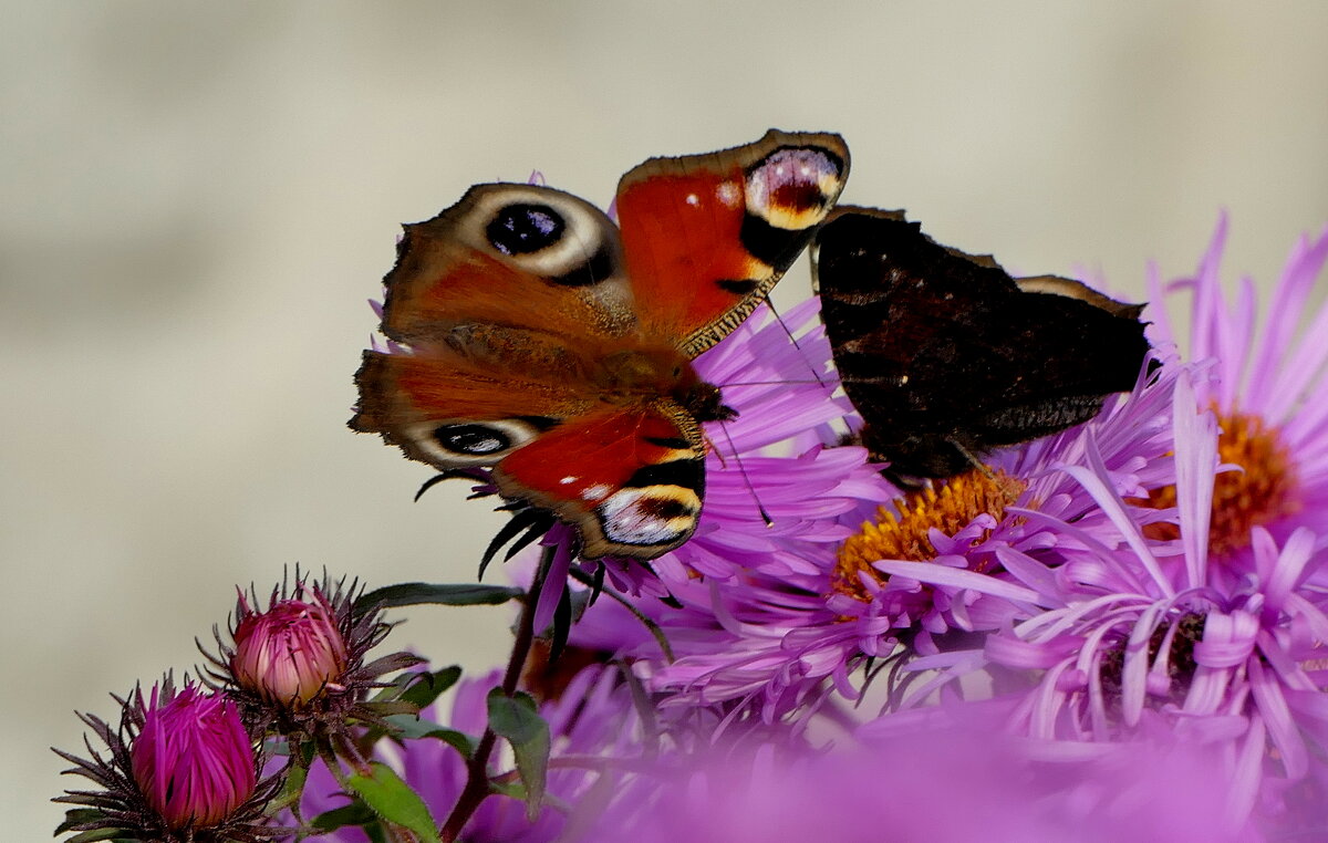 опять бабочки 16 - Александр Прокудин