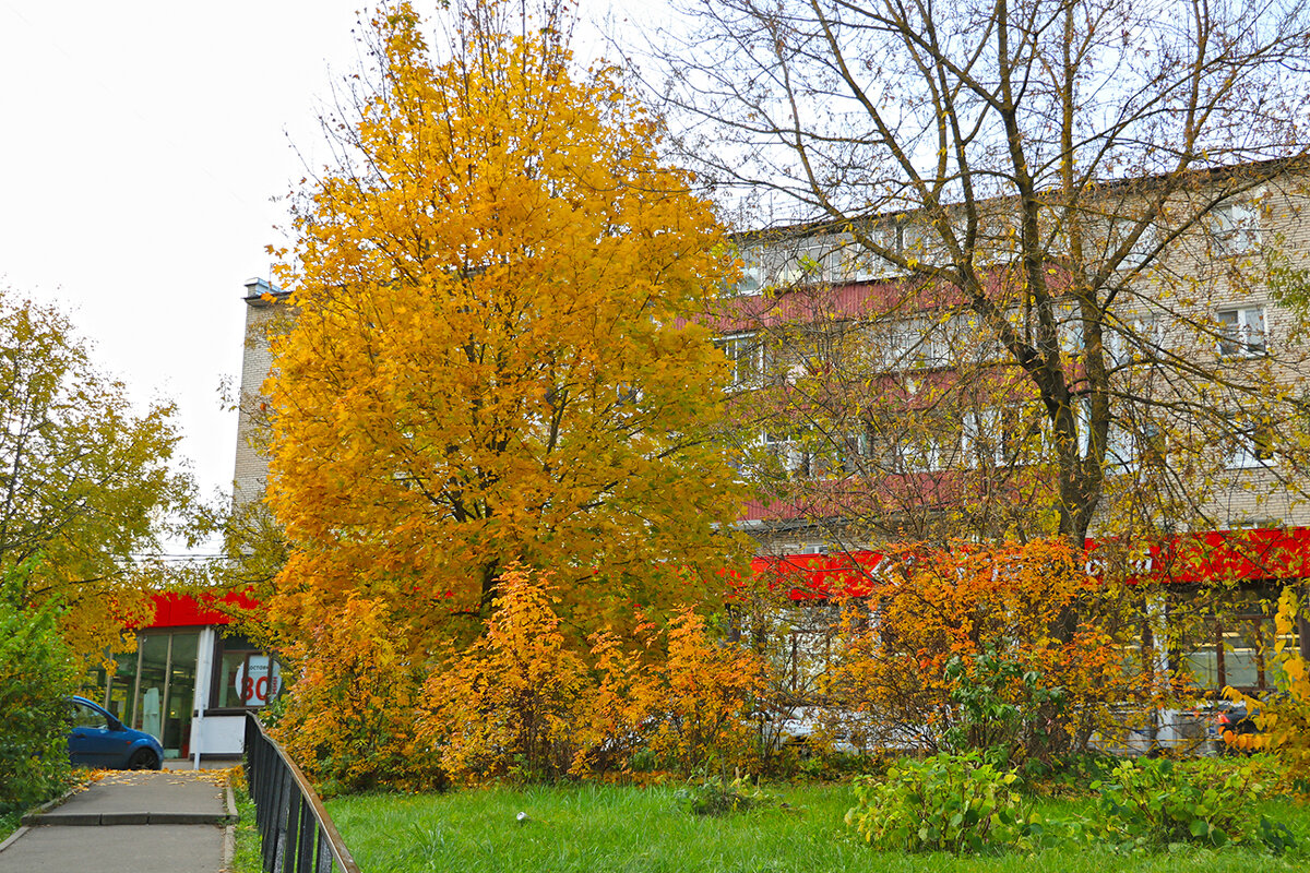 Осень в городе - Светлана 