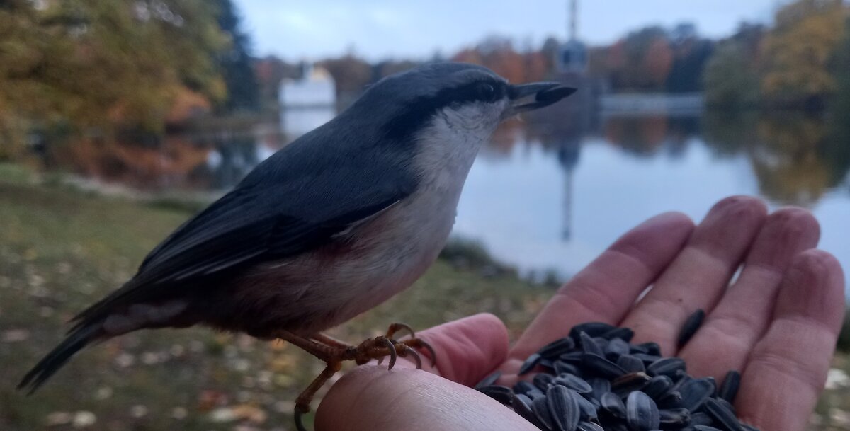 Поползень - Сапсан 
