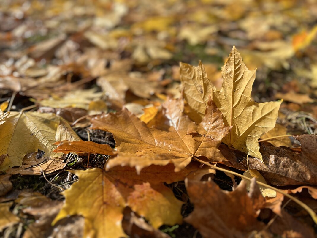 ***листопад*** - Olga Oskolkova