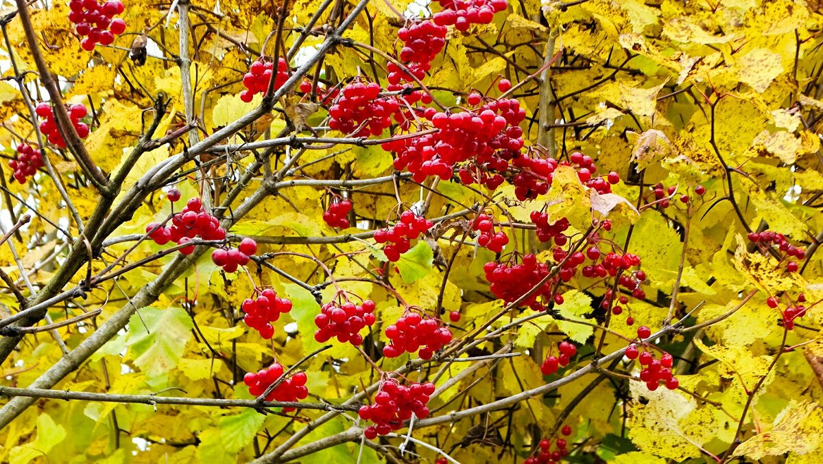 Калина в октябре. - Милешкин Владимир Алексеевич 