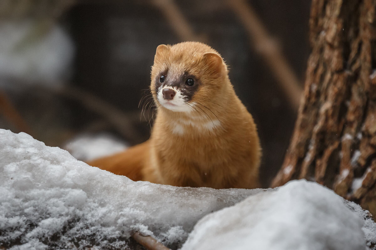 Колонок - SanSan 