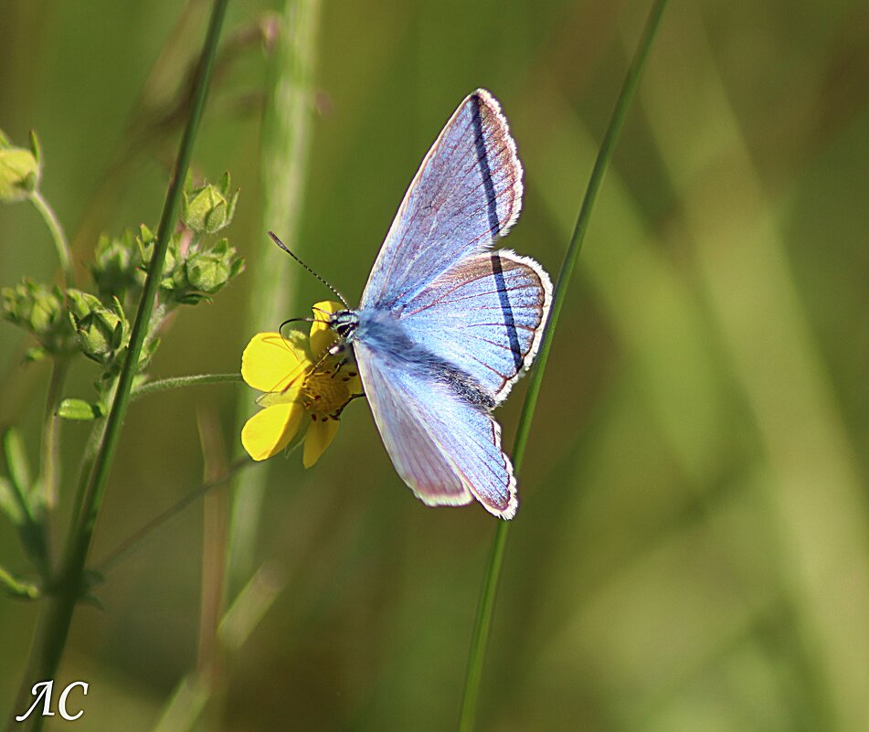 Голубянка - Любовь Сахарова