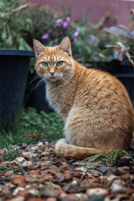 Маруся - Michel 