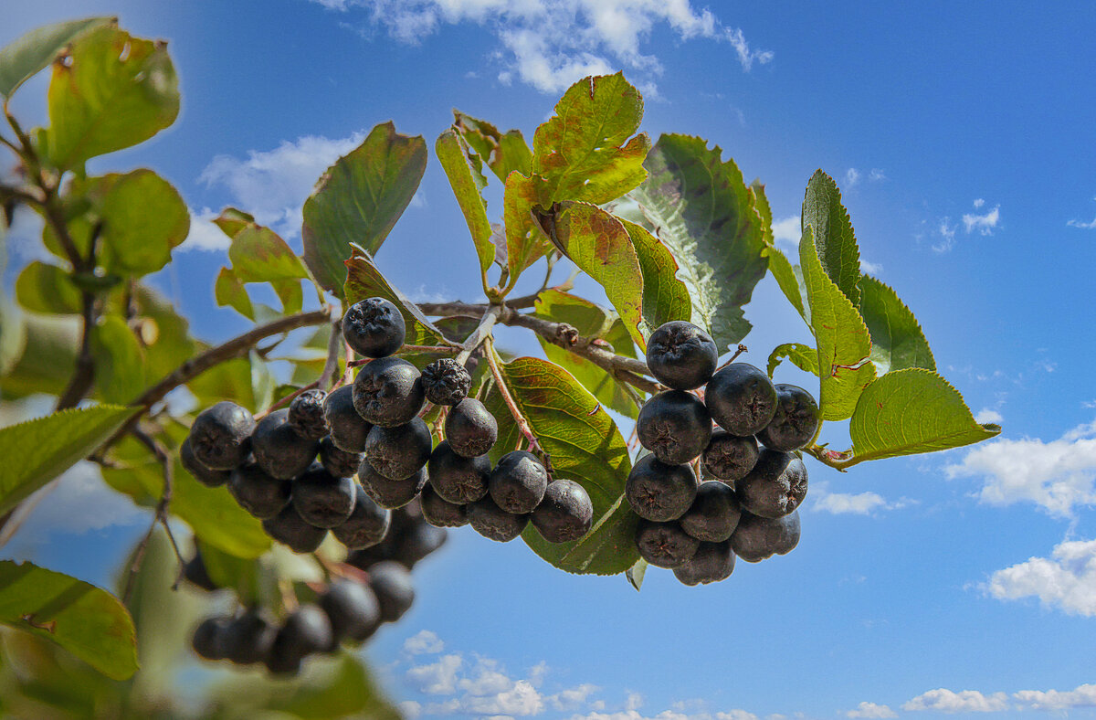 Черноплодная рябина - Aleksey Afonin