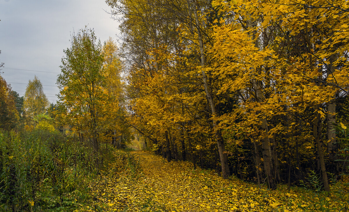Листопад - Сергей Цветков