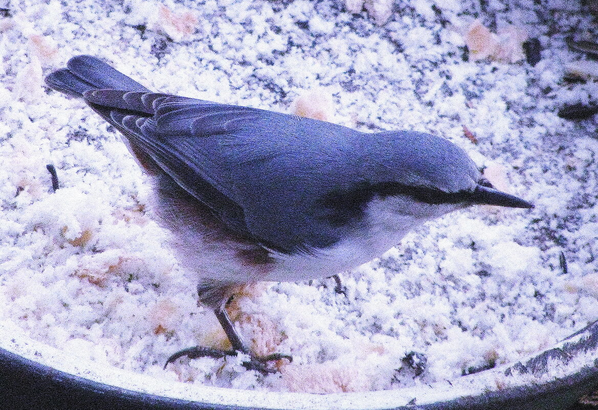 Поползень - Людмила Смородинская