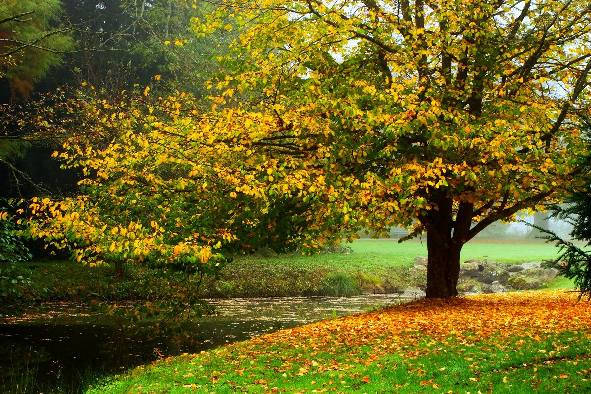 Осенняя позолота - Юрий. Шмаков