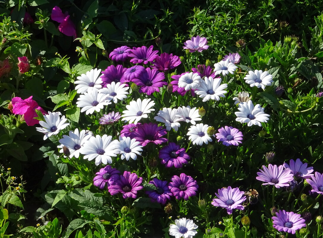 Остеоспермум - PRP 