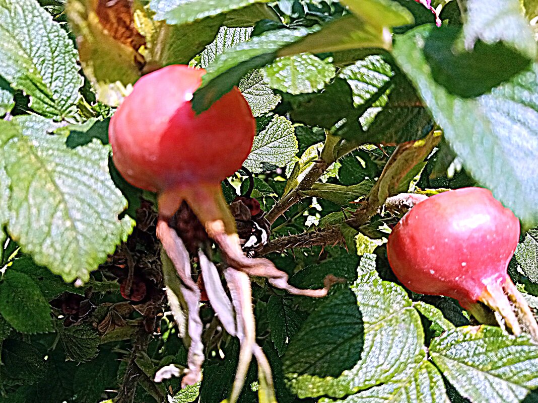 Плоды. - Владимир Драгунский