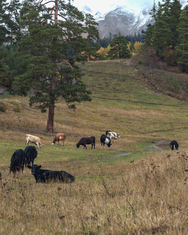 Курорт Архыз. - Валентина Филатова