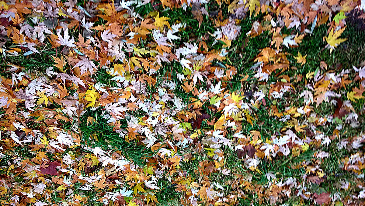 Осенний ковер - Елена Семигина