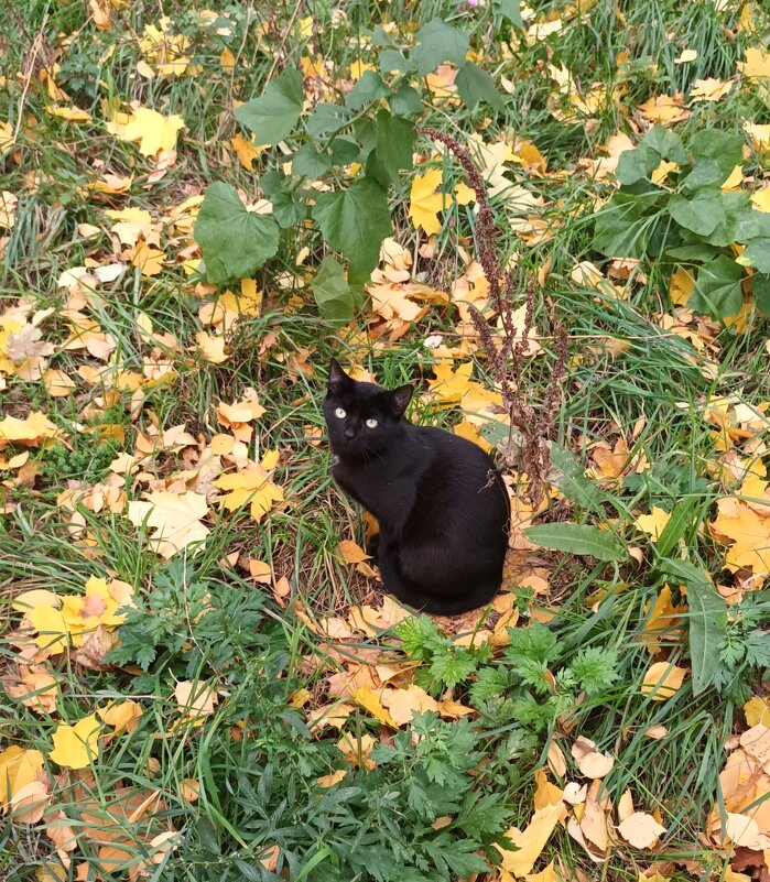 Осенняя грусть - Виктор Никитенко