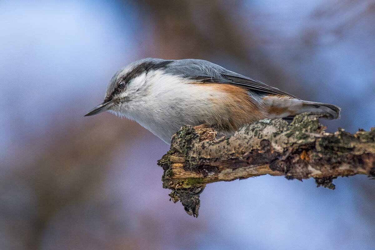 Поползень. - Nik Lovec