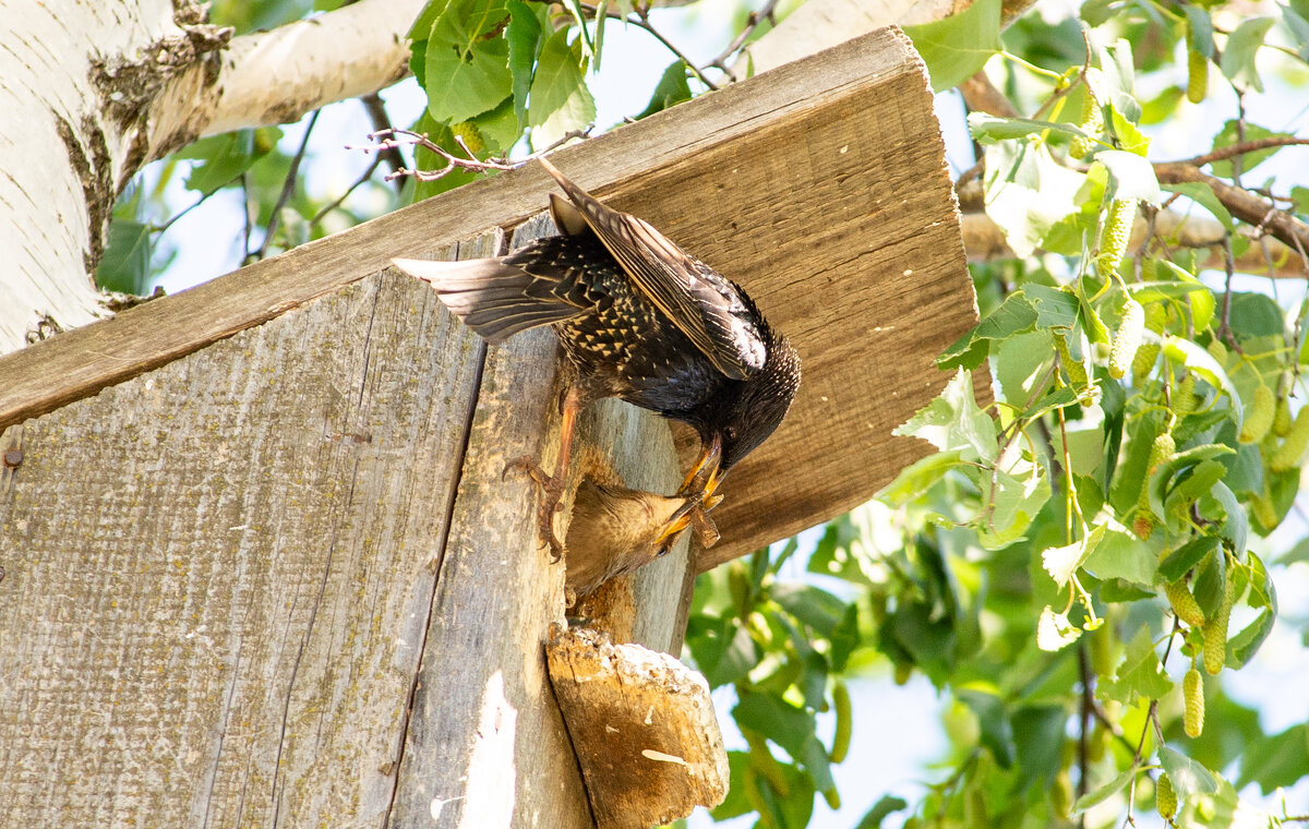 Забота о потомстве - Владимир Иванович