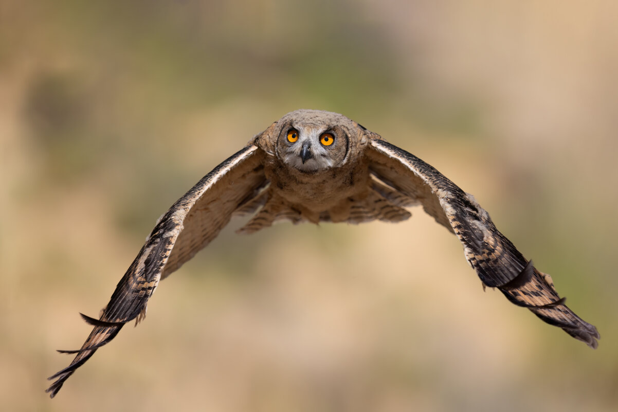 *** - Евгений Фруман