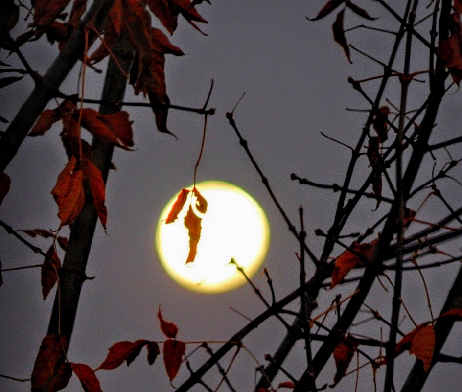 "Крик " полной Луны! ;) - Елена Хайдукова  ( Elena Fly )