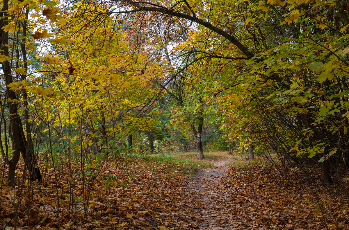Осенняя природа октября - Александр Синдерёв